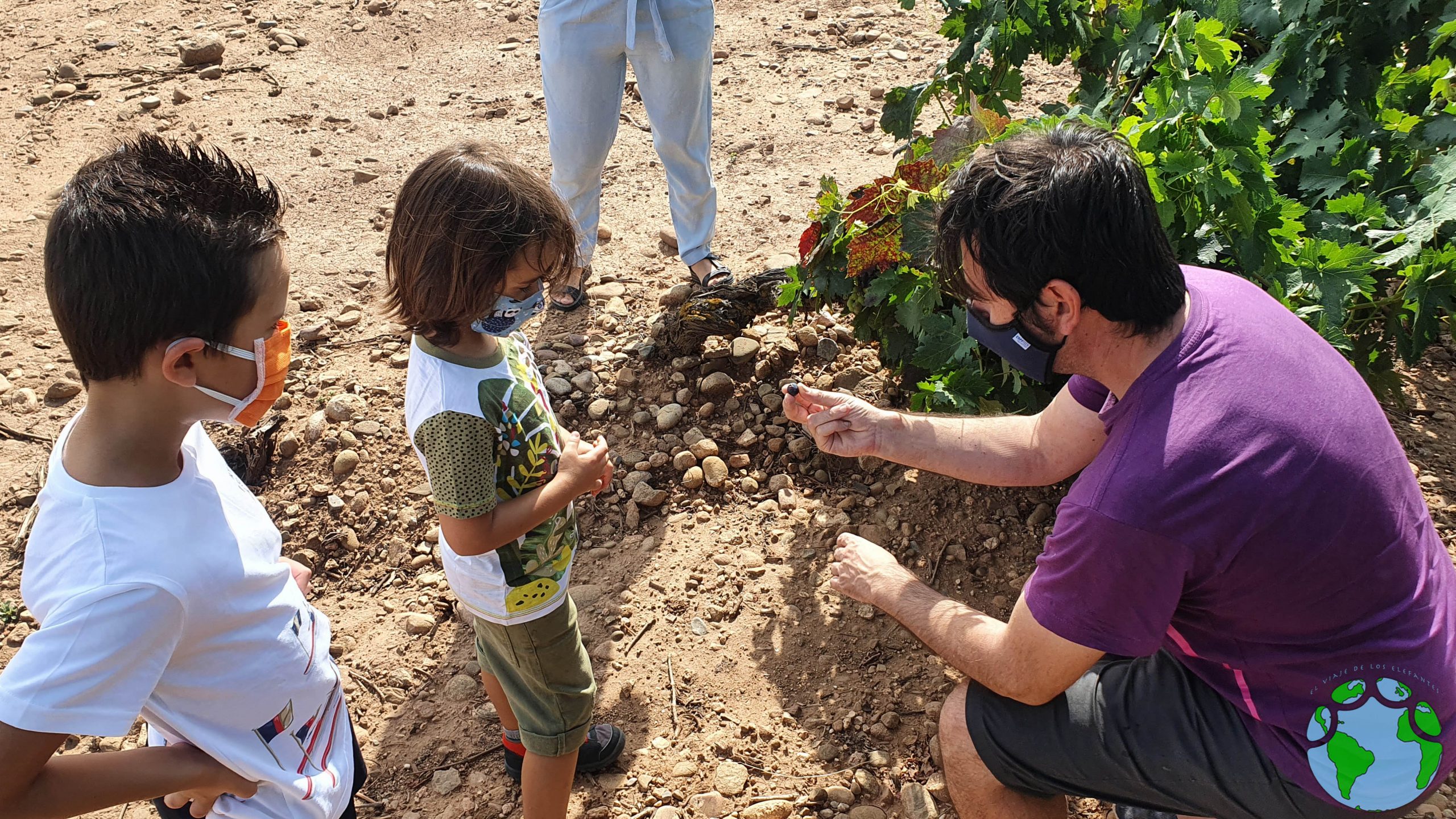 Ver las uvas en el campo con niños